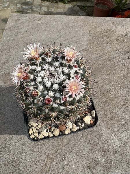 Mammillaria spec.